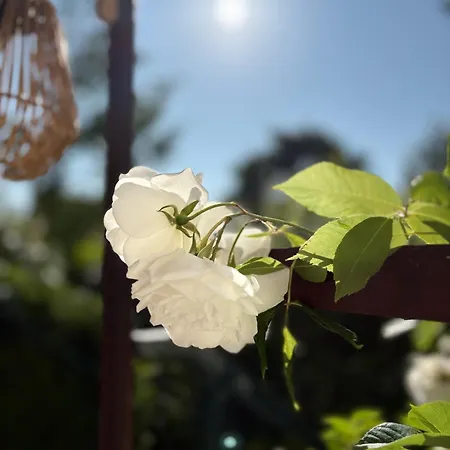 Апартаменты Bretterbutze Terrassenbutze *